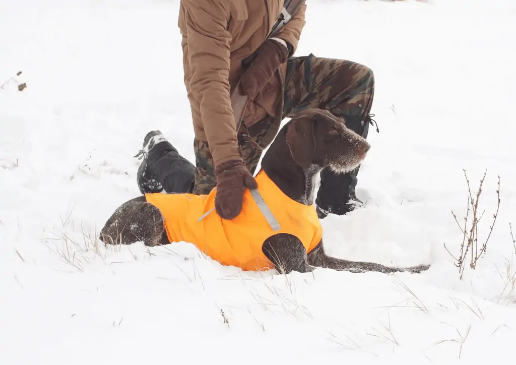 A German shorthaired pointer wearing an illuminous orange hunting vest whilst lying next to a hunter in the snow