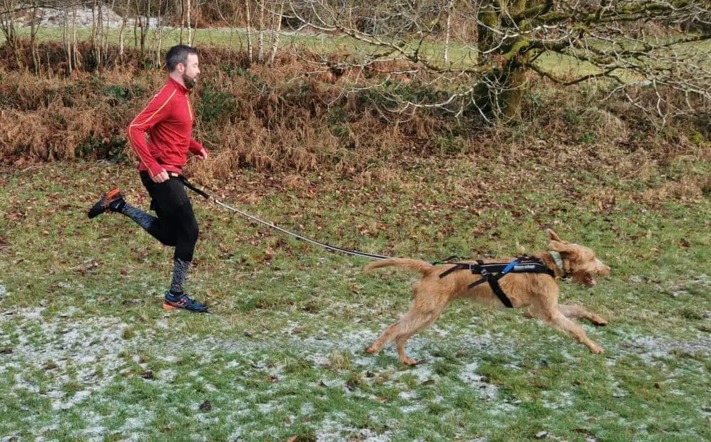 A dog and runner are connected by an elastic leash when competing in Canicross