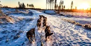 A musher's eye view of a team of 12 sled dogs pulling a sled