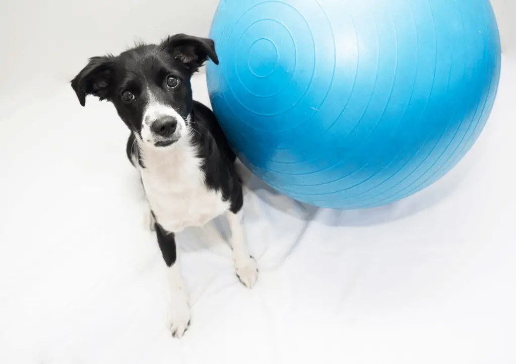 A young collie sits next to a large blue treibball