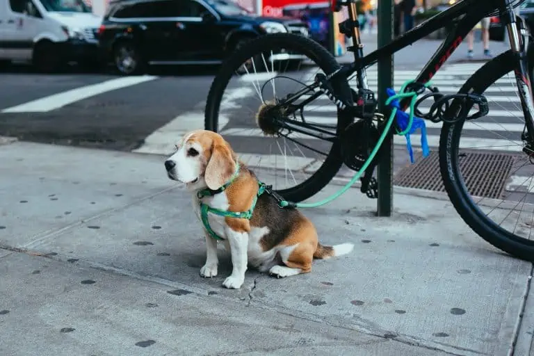 An old beagle sits on a busy sidewalk wearing a green harness that is attached to a parked bicycle