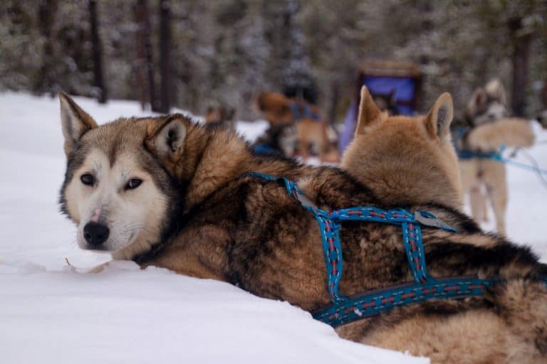 A sled dog team rest together in the snow
