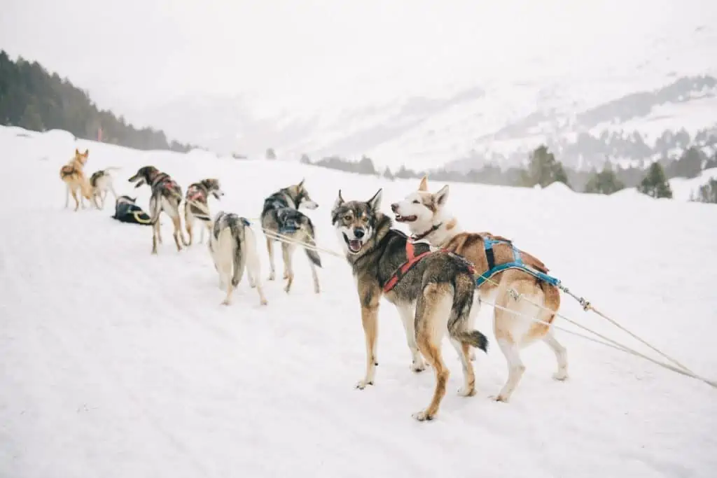 A sled dog team all harnessed up and ready to run