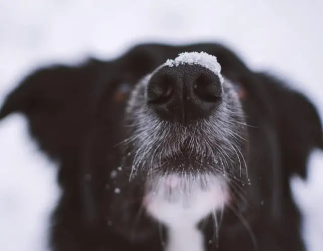 A close up of a collie dog's face with snow piled on the dog's nose