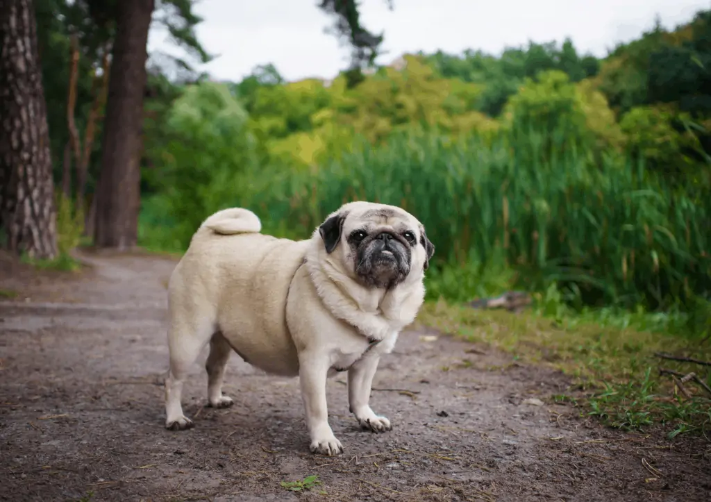 An obese pug standing on a trail path with tall grass and trees in the background