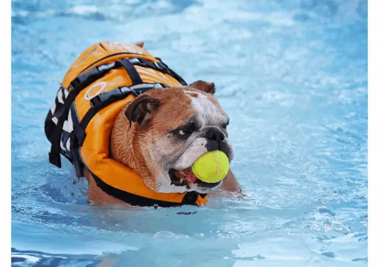 An overweight dog taking part in hydrotherapy with a tennis ball in its mouth