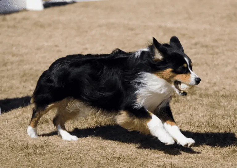 A tricolor collie dog running with a tennis ball in its mouth