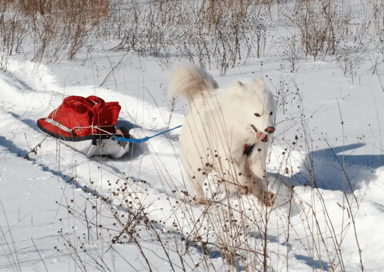 A Samoyed dog pulling camping equipment packed onto a small sled