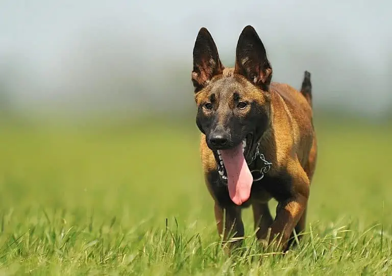 A close up on a focussed Belgian malinois dog walking on grass on a warm day
