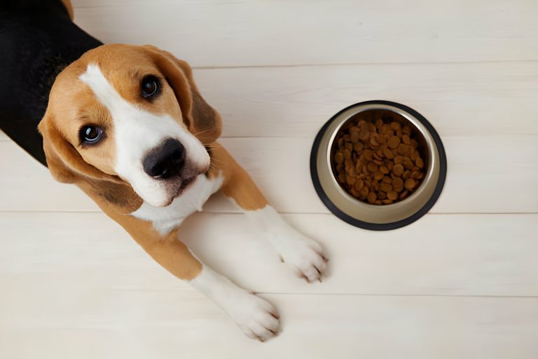 Dog with food