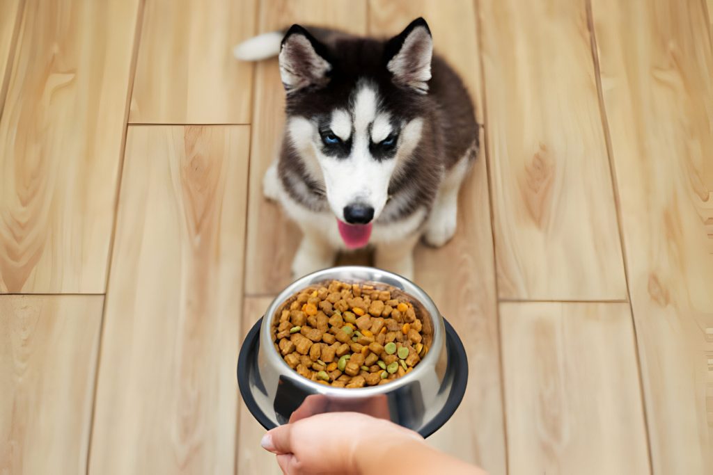 dog food with dog allergies