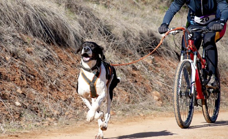 Can You Attach A Dog To A Bike
