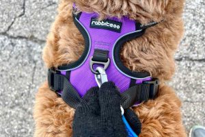 What Is the Best Material for a Dog Harness