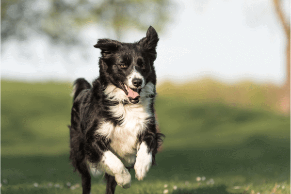 A black and white collie dog running in a park