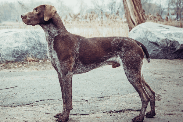 A side profile of a brown and white German shorthaired pointer