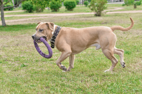 A male pitbull carrying a large purple ring
